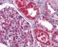 NDUFB9 Antibody (C-Terminus)